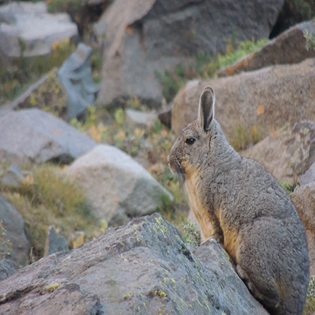 Áreas de conservación pasiva en la región Metropolitana: