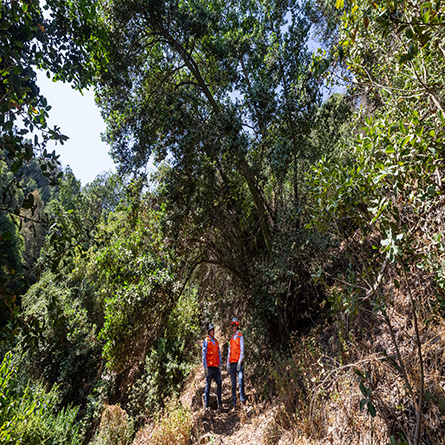 Áreas de conservación pasiva en Nogales, región de Valparaíso