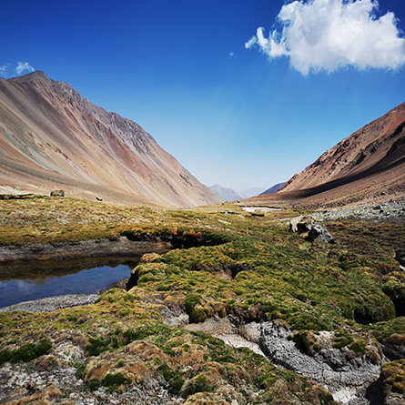 Monitoreo y conservación de vegas altoandinas