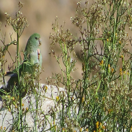 Gestión de áreas protegidas: