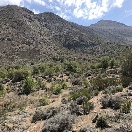Proyectos de restauración o rehabilitación ambiental